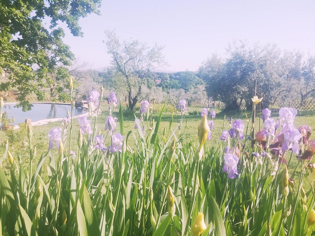 Agriturismo Il Poderino Bibbona Ngoại thất bức ảnh